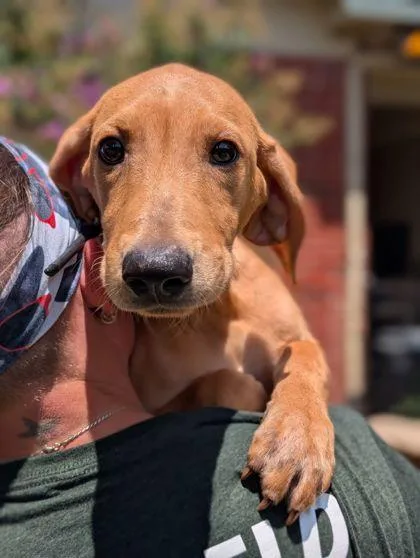 An adult large-sized female Retriever dog named Summer for adoption in Mansfield, TX