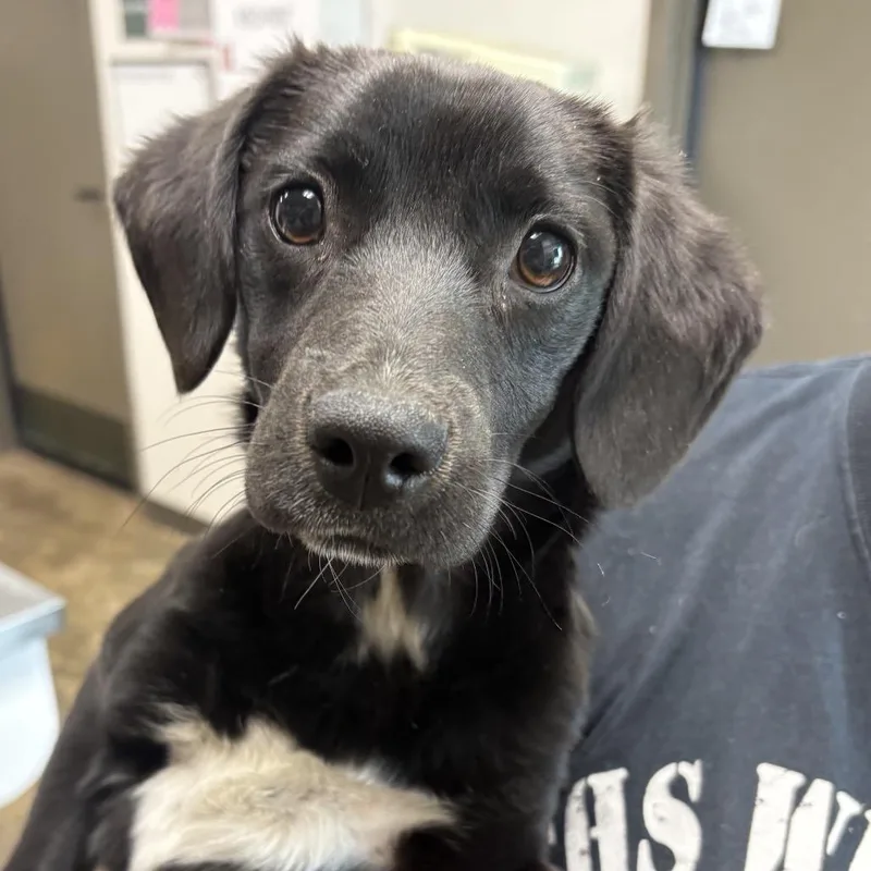 A baby small-sized female Black Labrador Retriever dog named Nyx for adoption in Cleveland, MS