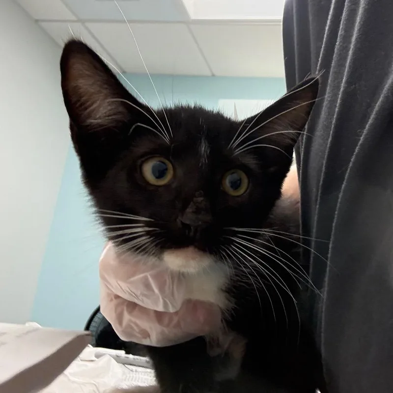 A baby small-sized male Black Domestic Short Hair cat named Hinata for adoption in Jacksonville, FL