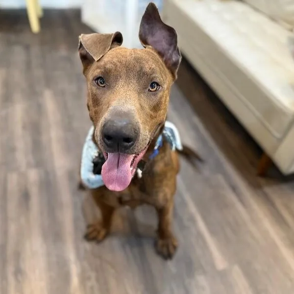A young large-sized male Brindle Pit Bull Terrier dog named Pretzel Radar Ready for adoption in Friendswood, TX