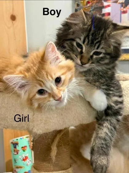 A baby small-sized male Domestic Medium Hair cat named Tabby Male for adoption in Clinton, MO