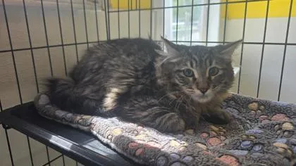 Tabby Male thumbnail 2