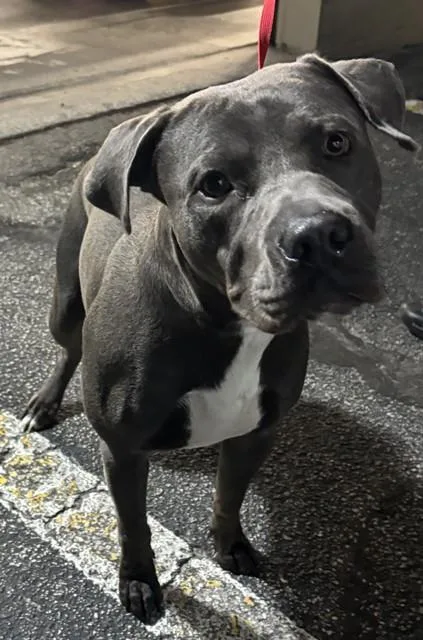 A young large-sized male Pit Bull Terrier dog named Ken for adoption in Saint Cloud, FL