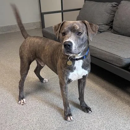 An adult medium-sized male Brindle Mixed Breed dog named Deuce for adoption in Lansing, MI