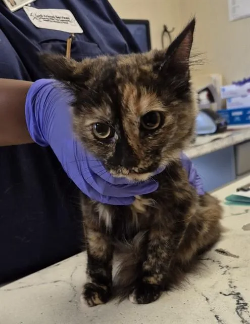 A baby small-sized female Domestic Short Hair cat named Eclipse for adoption in Lodi, CA