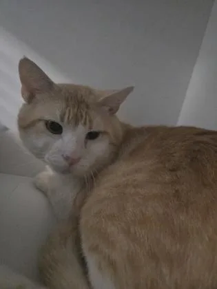 An adult large-sized male Domestic Short Hair cat named Leo for adoption in Savannah, GA