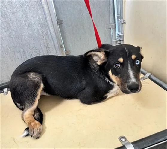 A baby small-sized female German Shepherd Dog dog named Skyla for adoption in Lancaster, CA
