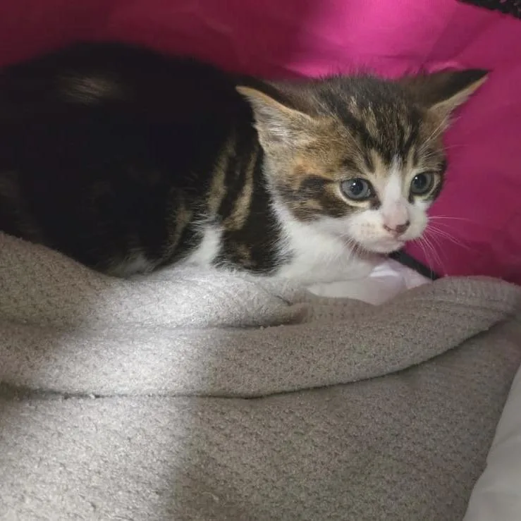 A baby small-sized male Brown / Chocolate Domestic Short Hair cat named Twix for adoption in Talent, OR