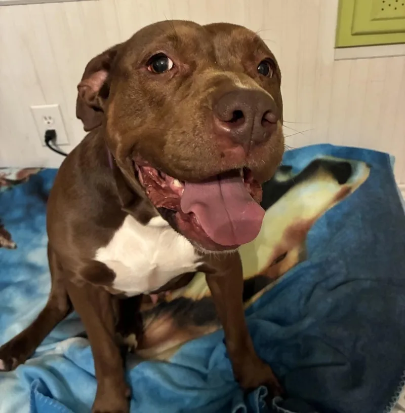 An adult large-sized female Brown / Chocolate Pit Bull Terrier dog named India for adoption in Fremont, OH