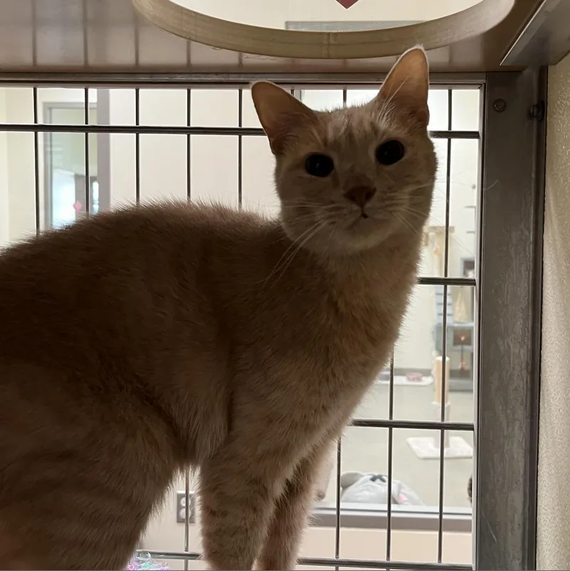 A senior medium-sized female Buff / Tan / Fawn Domestic Short Hair cat named Lilly for adoption in Roanoke, VA