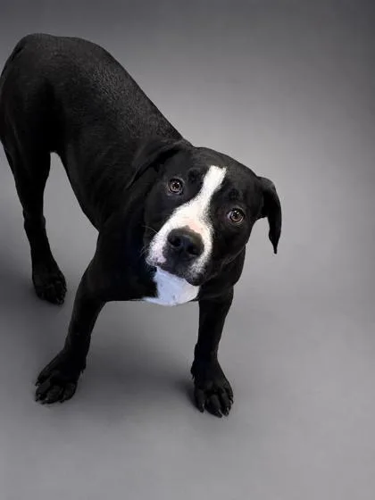 A young medium-sized male Pit Bull Terrier dog named Sam for adoption in Bowling Green, KY