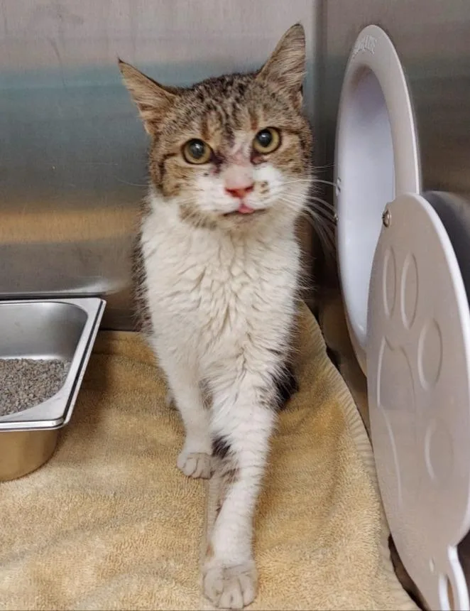 A senior small-sized female Domestic Short Hair cat named Vicki for adoption in Hartsville, SC