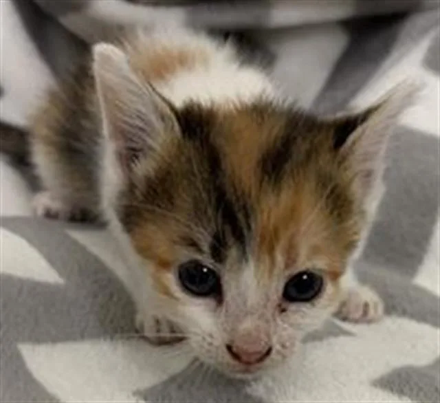 A baby small-sized female Domestic Short Hair cat named Sherry for adoption in Rosenberg, TX