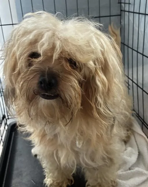 An adult small-sized male Shih Tzu dog named Neron for adoption in Upper Marlboro, MD