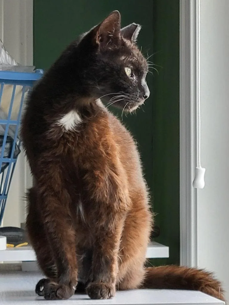 An adult medium-sized female Domestic Short Hair cat named Beauty for adoption in Evans, GA