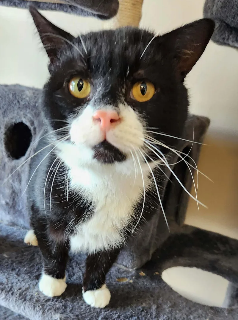 A young medium-sized male Black & White / Tuxedo Domestic Short Hair cat named Amnesia for adoption in Mansfield Center, CT