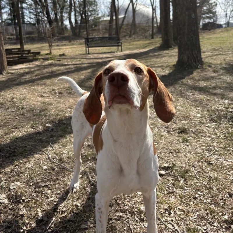 Caspian
