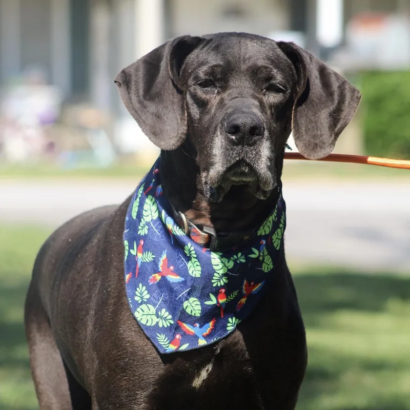 An adult extra large-sized female Black Great Dane dog named Delilah for adoption in Columbia, SC