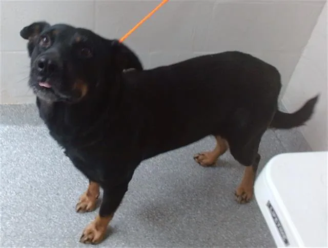 An adult large-sized female German Shepherd Dog dog named A for adoption in Pasadena, TX