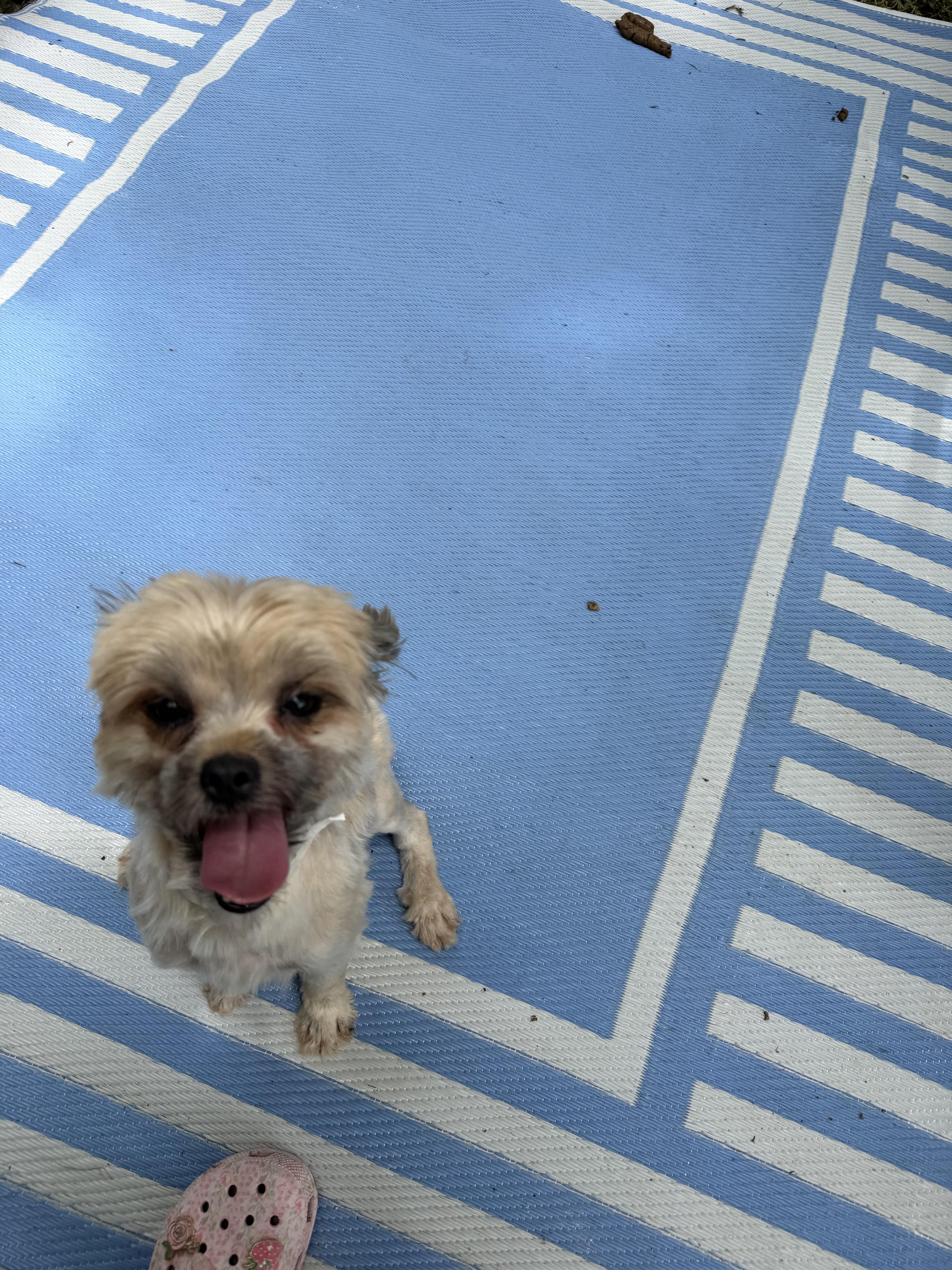 An adult small-sized female Shiba Inu dog named Shantell for adoption in Louise, TX