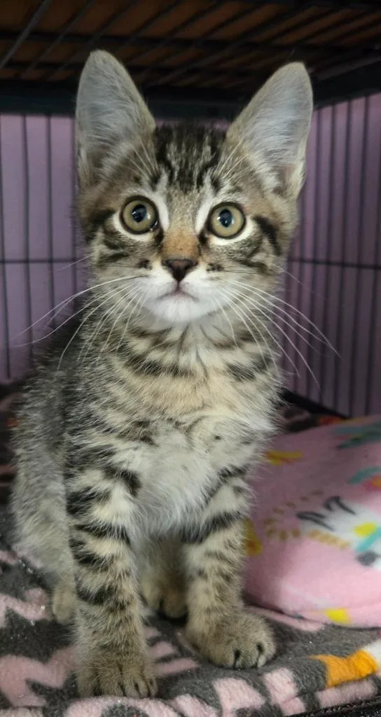 A baby medium-sized male Domestic Short Hair cat named StarLord for adoption in Shelton, WA