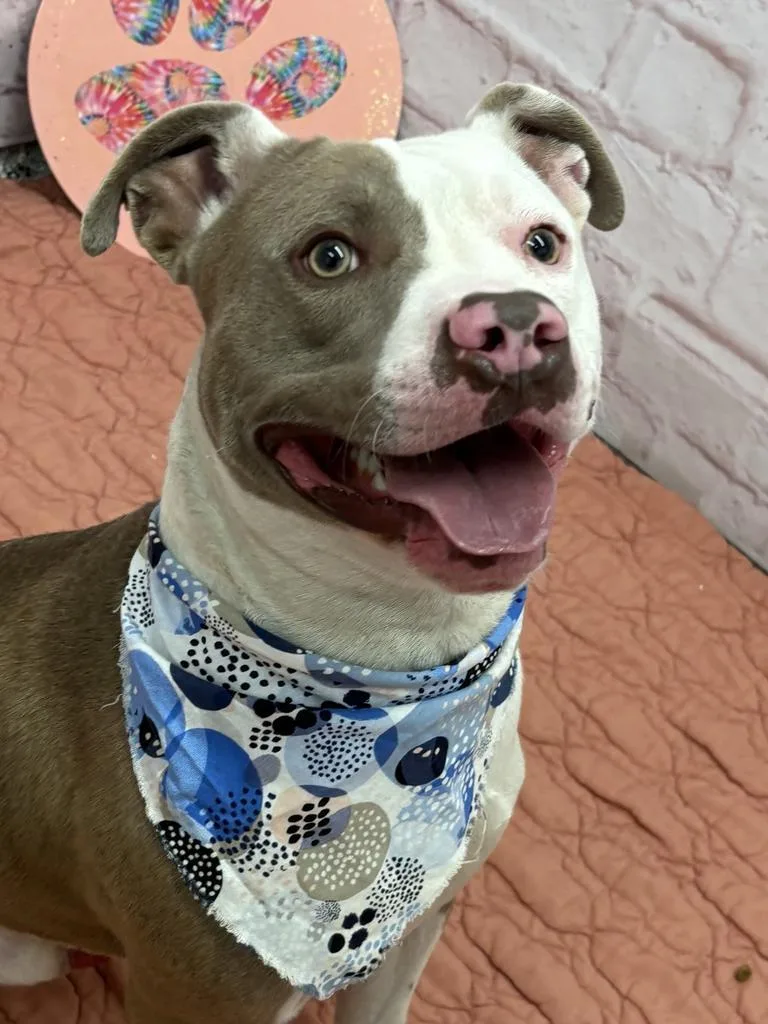 A young medium-sized male Mixed Breed dog named Culture Crave for adoption in Detroit, MI