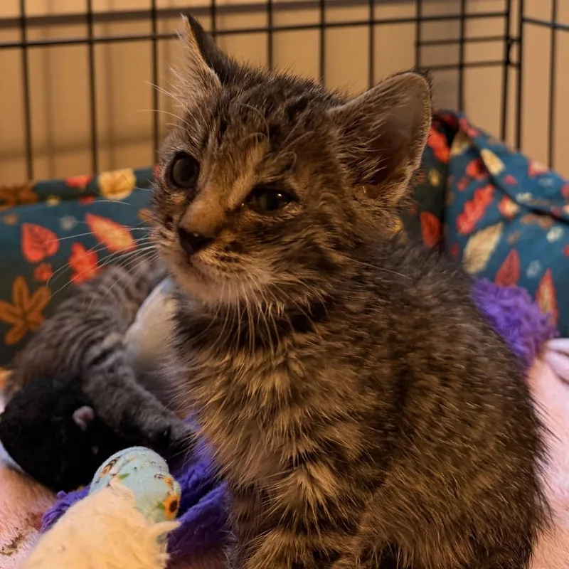 A baby small-sized male Brown / Chocolate Domestic Short Hair cat named Oisin for adoption in Rochester, MN