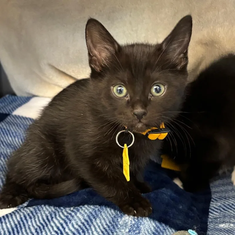 A baby small-sized male Black Domestic Short Hair cat named Thing for adoption in Springfield, MA