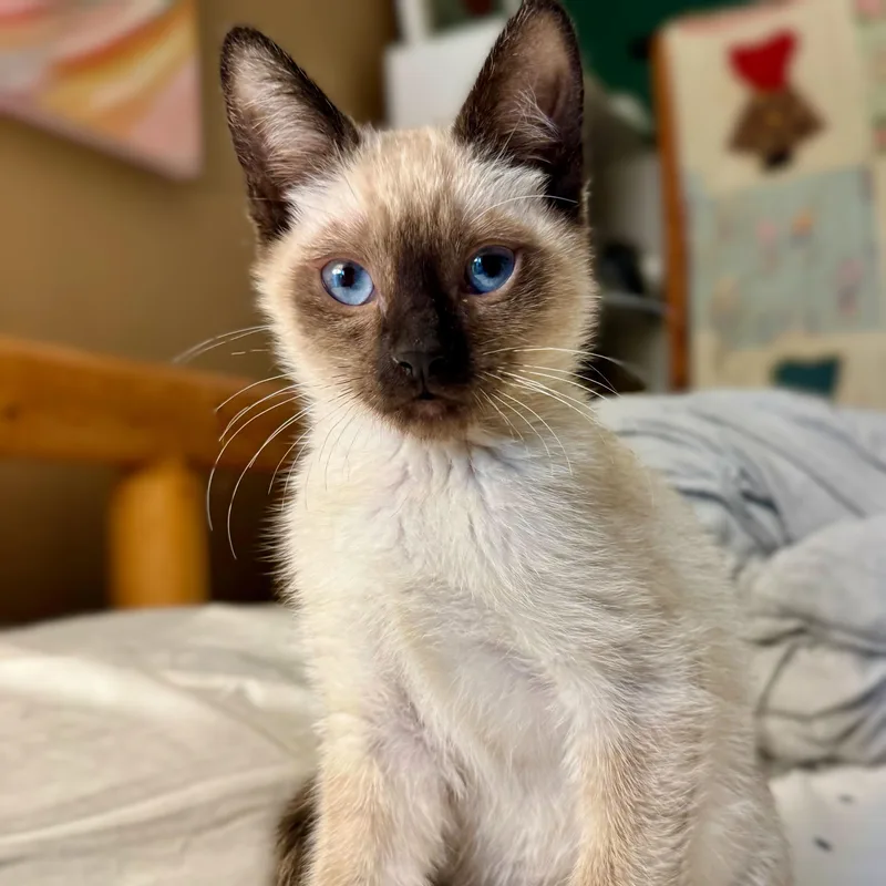 A baby medium-sized female Cream / Ivory Domestic Short Hair cat named Macadamia Nut for adoption in Wilsonville, OR