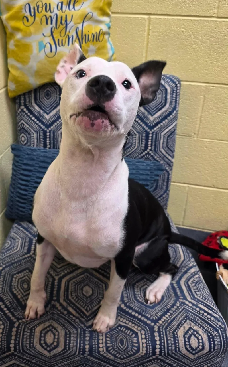 A young medium-sized female American Staffordshire Terrier dog named Tia for adoption in Amherst, VA