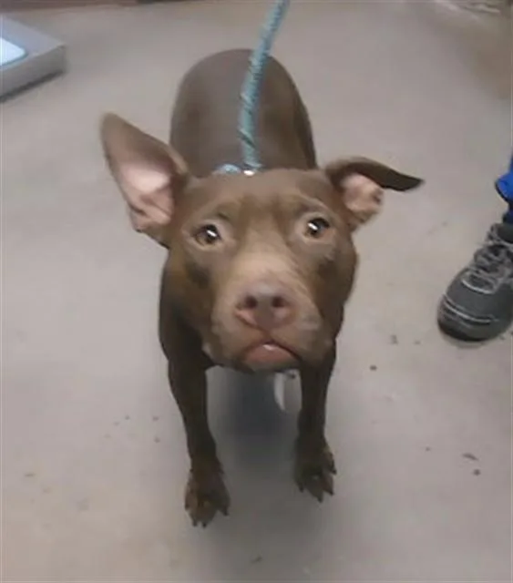 An adult large-sized female Pit Bull Terrier dog named Naomi for adoption in Phoenix, AZ