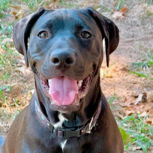 A baby medium-sized male Pit Bull Terrier dog named Mordecai for adoption in Broken Arrow, OK
