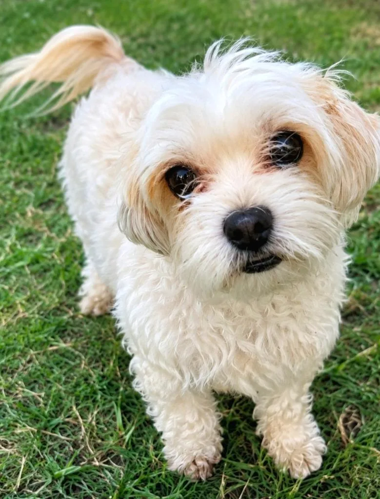 A young small-sized female Mixed Breed dog named Estrellita for adoption in Fort Stockton, TX