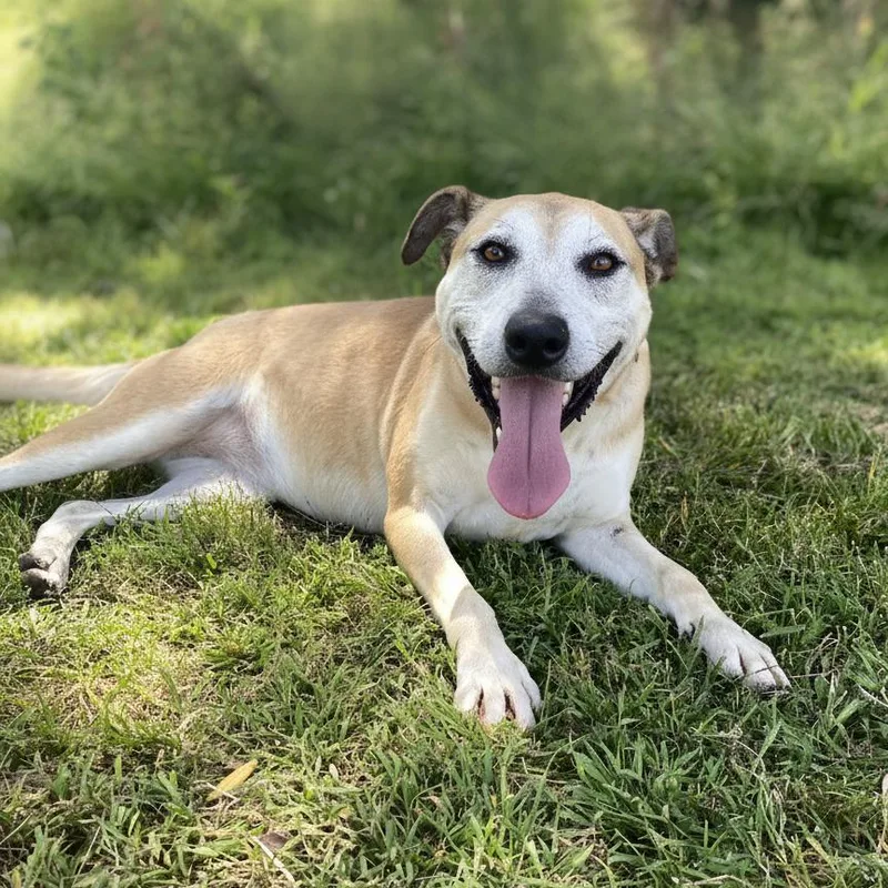 A senior large-sized female Yellow / Tan / Blond / Fawn Shepherd dog named Dixie for adoption in San Gabriel, CA
