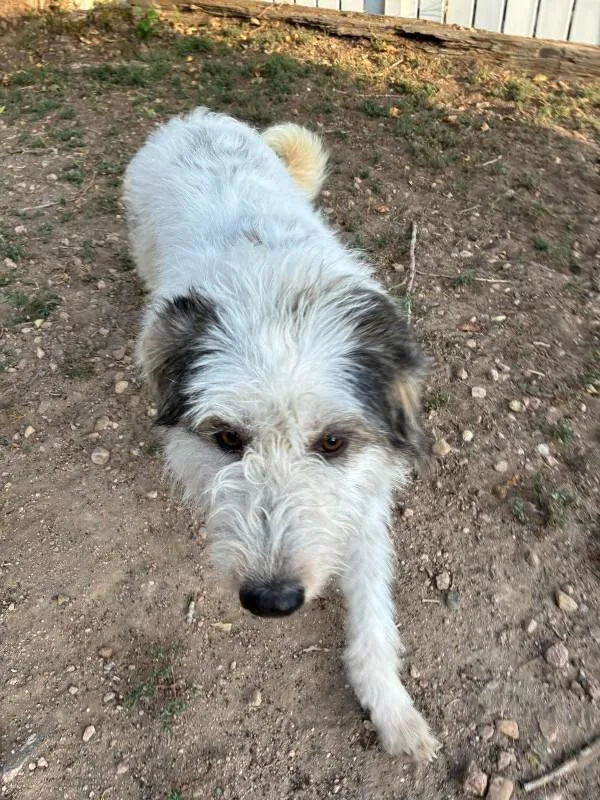 Snoopy