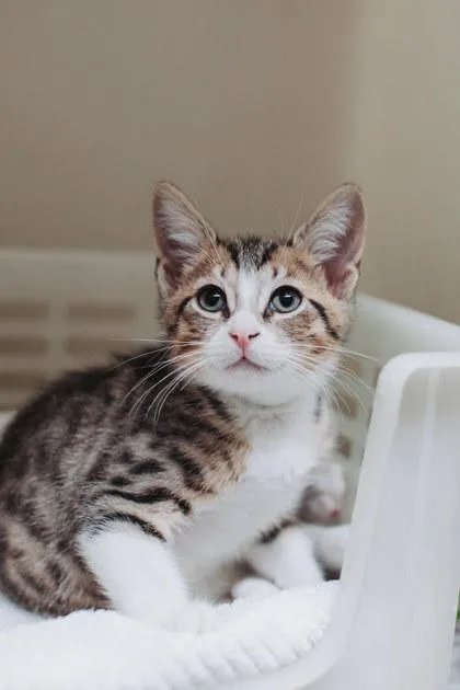 A baby small-sized male Domestic Short Hair cat named A Taco Petsmart Mt for adoption in North Charleston, SC