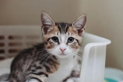 A Taco Petsmart Mt thumbnail 3