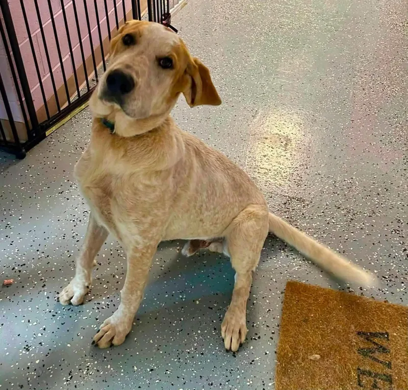 A young large-sized male English Coonhound dog named Sam Wise for adoption in Salem, WV