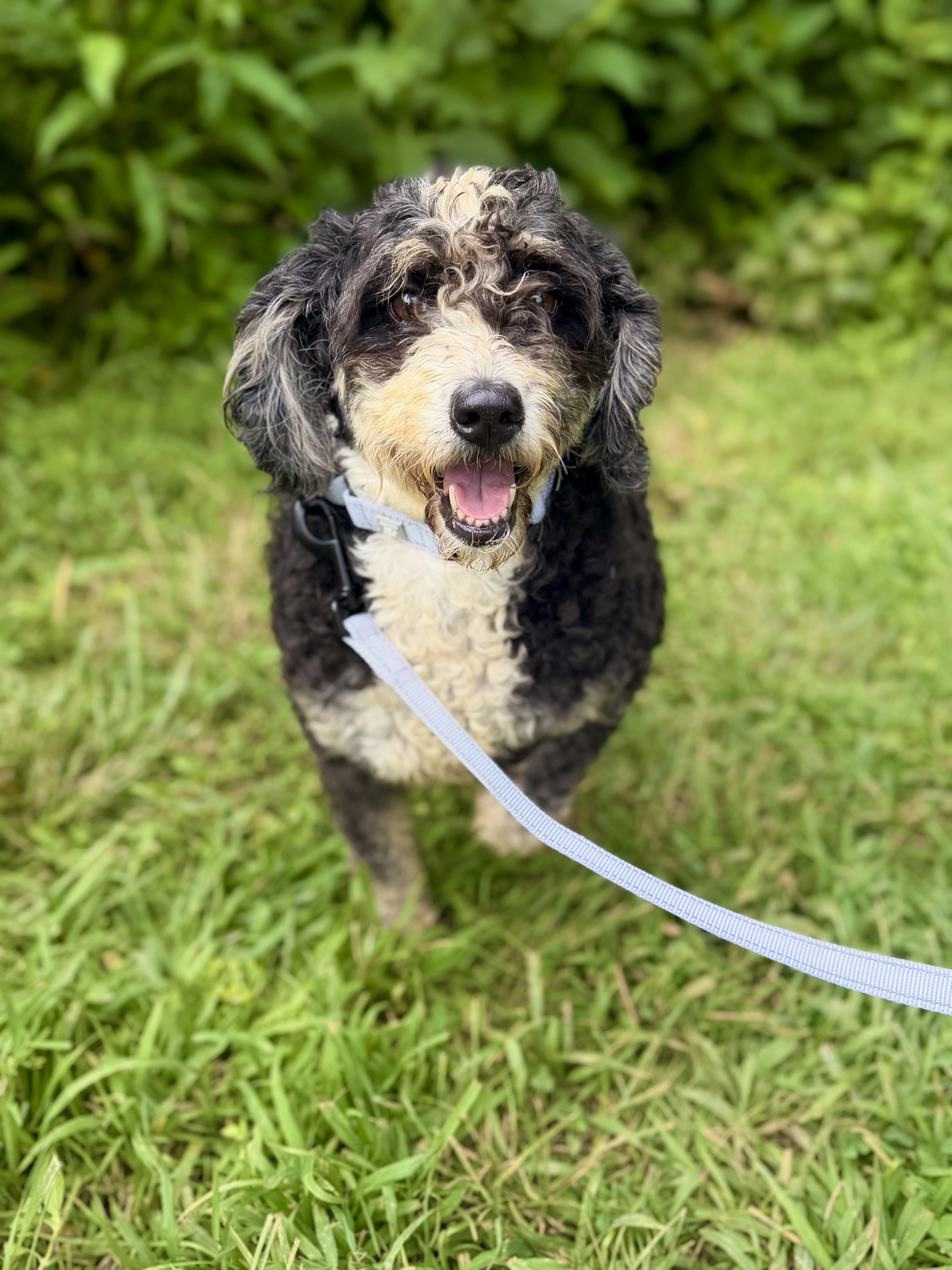 An adult medium-sized female Tricolor (Brown, Black, & White) Bernadoodle dog named Lavinia Transport for adoption in Gradyville, KY