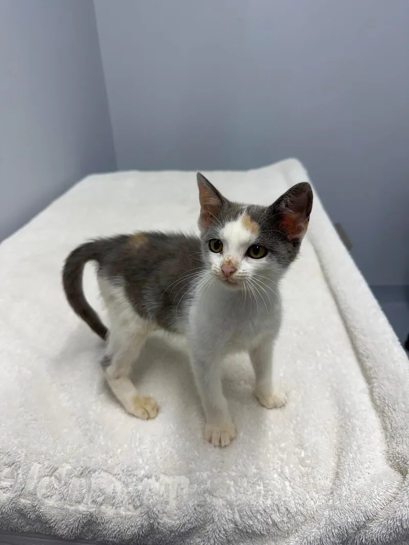 A baby medium-sized female Calico Domestic Short Hair cat named Stella for adoption in Mount Vernon, OH