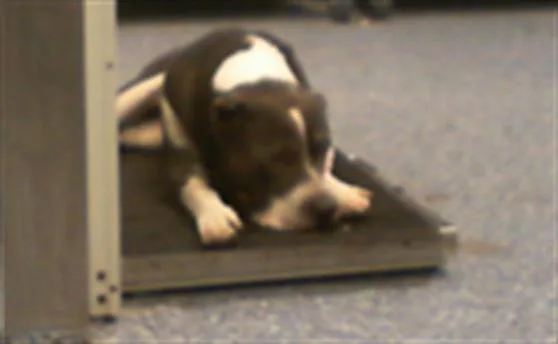 An adult medium-sized male Pit Bull Terrier dog named Figaro for adoption in Charlotte, NC
