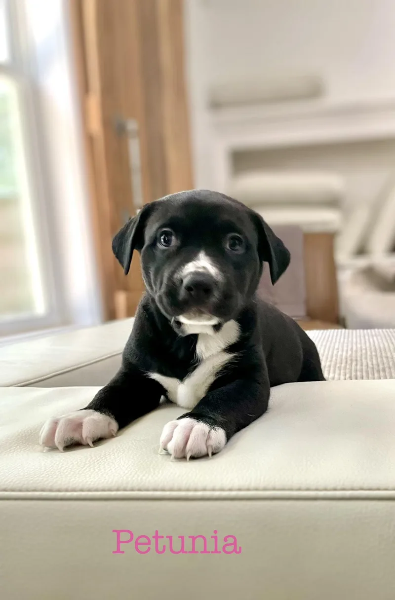 Petunia