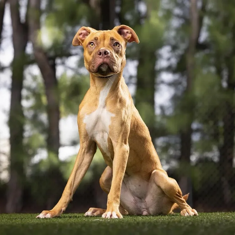 A young small-sized female Yellow / Tan / Blond / Fawn Mixed Breed dog named Biscotti for adoption in Jupiter, FL