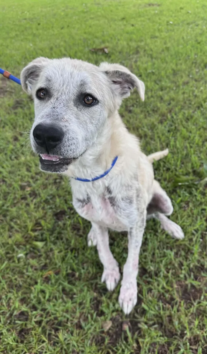 Nala