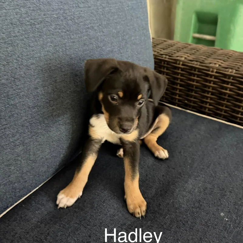 Hadley thumbnail 2