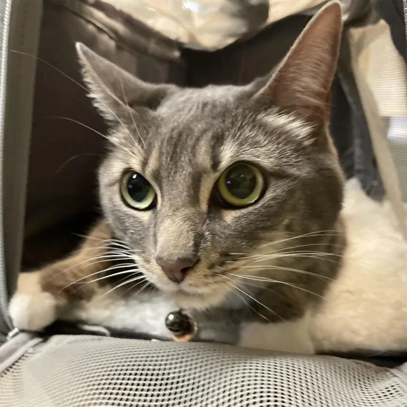 An adult medium-sized female Gray / Blue / Silver Domestic Medium Hair cat named Maggie for adoption in Pasadena, CA