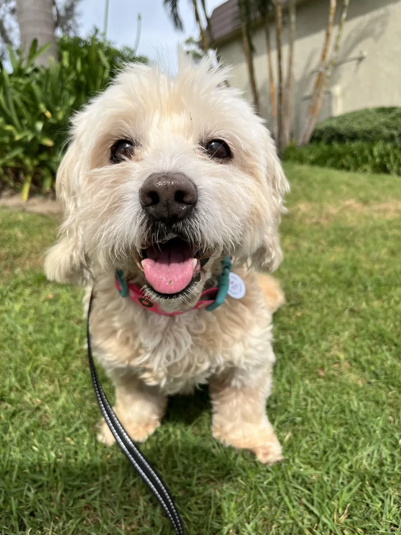 An adult small-sized female Apricot / Beige Lhasa Apso dog named Ruby for adoption in Corona Del Mar, CA
