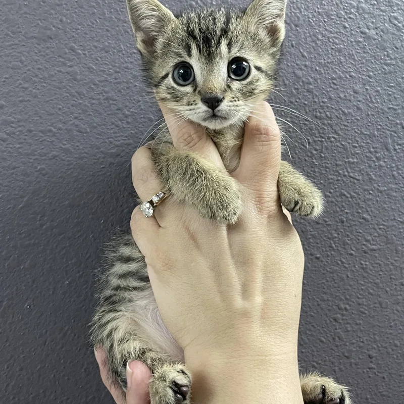 A baby medium-sized male Domestic Short Hair cat named Diet Pepsi for adoption in Henderson, NV