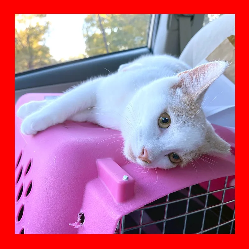 A baby medium-sized female Orange & White Domestic Short Hair cat named Peanut for adoption in Durham, NC