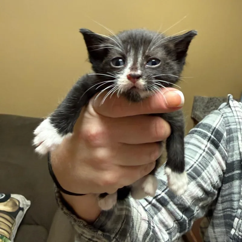 A baby small-sized female Black Domestic Short Hair cat named Struts for adoption in Richmond, IN